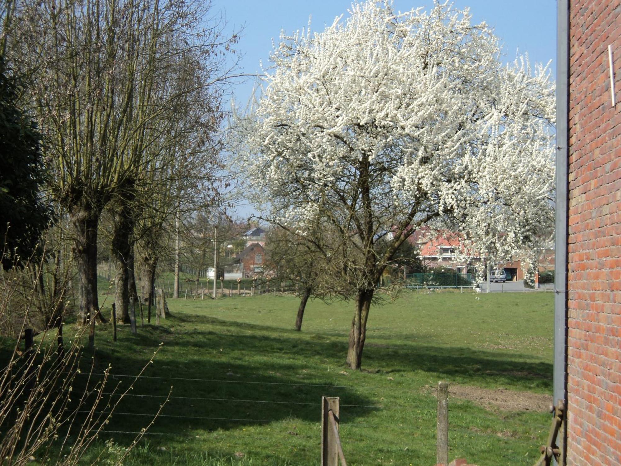 B&B Molen Ter Walle Geraardsbergen Exterior foto
